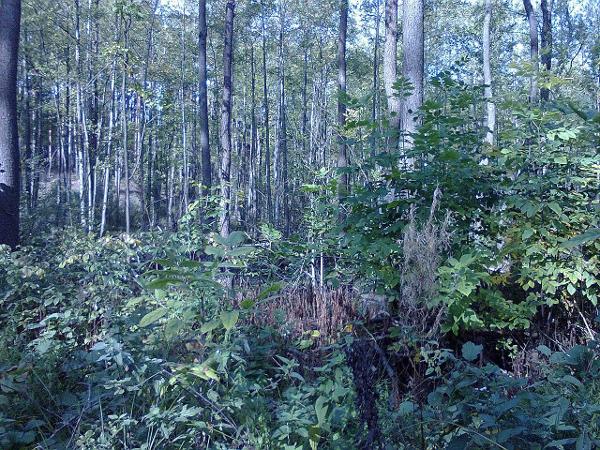 Лот № 7. Земельный участок площадью 43236 кв. м, кадастровый номер 36:04:2315017:10, местонахождение: Воронежская обл., Борисоглебский р-н, с. Чигорак. Собственник - Ромахина (Попова) С.Г.